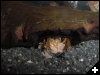 [crayfish]