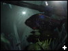 [fishthree]