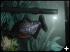 [fishtwo]