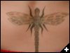 [Dragonfly]